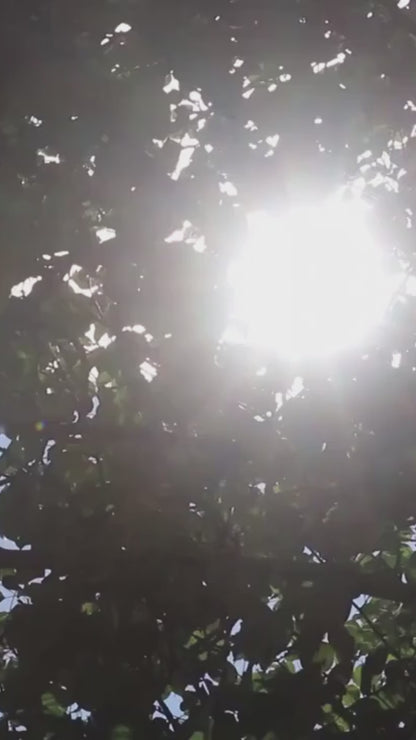 Essntials Car-Umbrella + 4 Window Covers